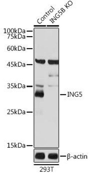 Anti-ING5 Antibody (CAB7288)[KO Validated]