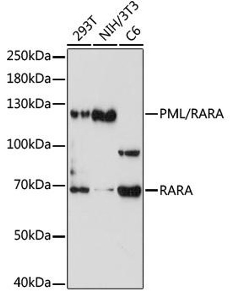 Anti-PML/RARA Antibody (CAB7525)