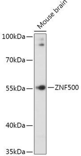 Anti-ZNF500 Antibody (CAB17672)