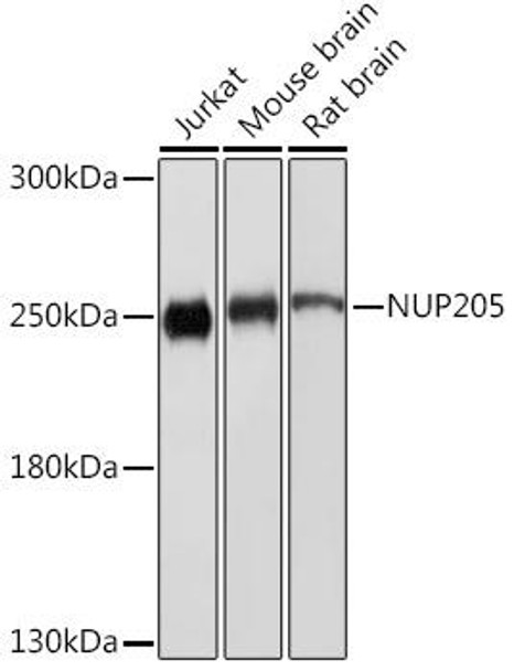 Anti-NUP205 Antibody (CAB18427)