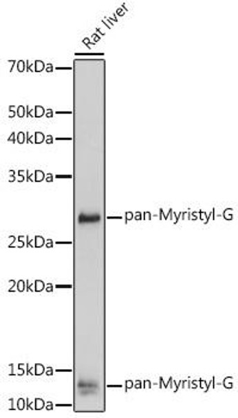 Anti-pan-Myristyl-G Antibody (CAB18599)