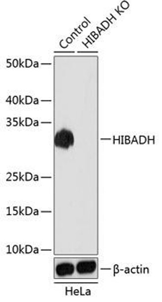 Anti-HIBADH Antibody (CAB19871)[KO Validated]