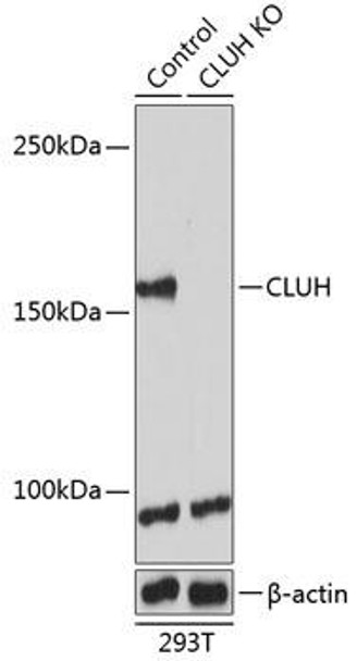 Anti-CLUH Antibody (CAB19979)[KO Validated]