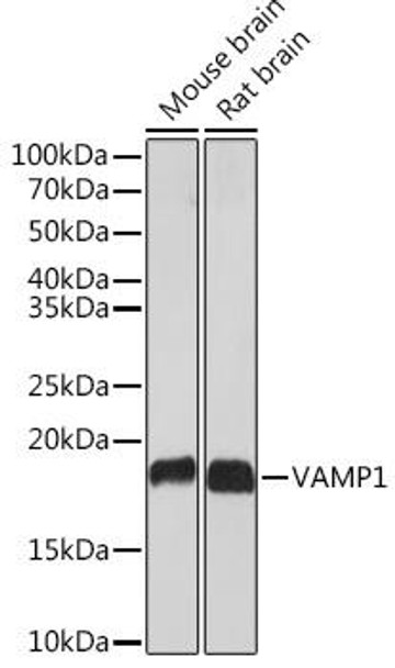 Anti-VAMP1 Antibody (CAB3533)