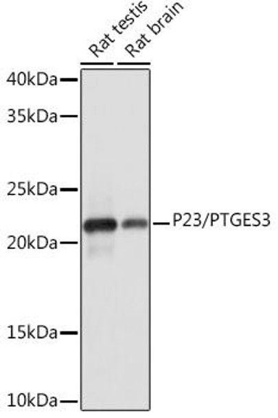Anti-P23/PTGES3 Antibody (CAB5194)