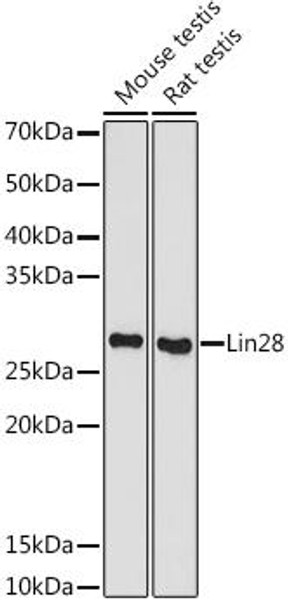 Anti-Lin28 Antibody (CAB9627)