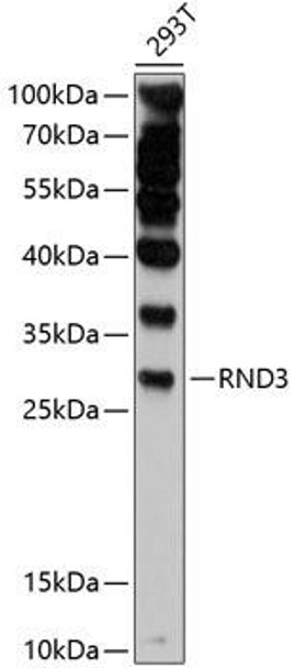 Anti-RND3 Antibody (CAB11637)