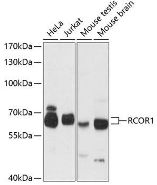 Anti-RCOR1 Antibody (CAB12845)