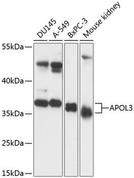 Anti-APOL3 Antibody (CAB13840)