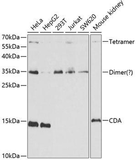 Anti-CDA Antibody (CAB13959)