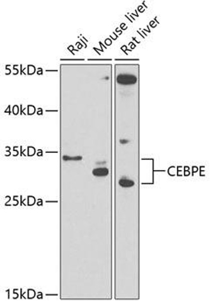 Anti-CEBPE Antibody (CAB13960)