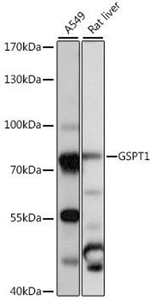 Anti-GSPT1 Antibody (CAB16214)