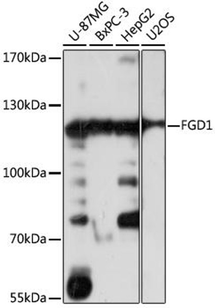 Anti-FGD1 Antibody (CAB16374)