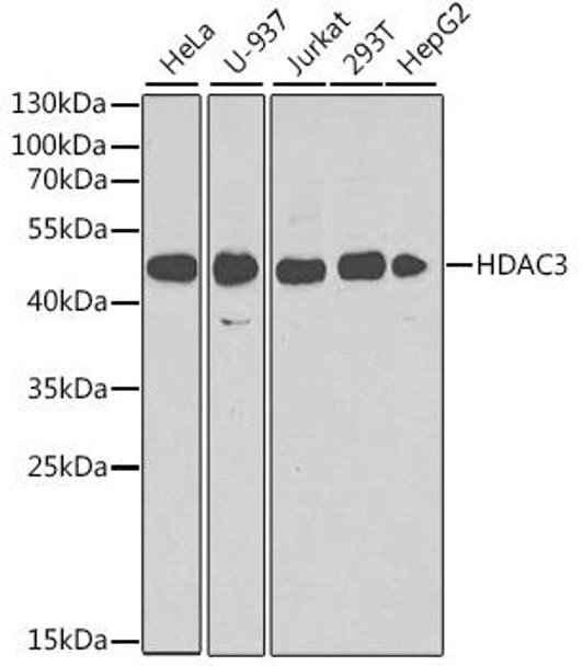 Anti-HDAC3 Antibody (CAB2139)