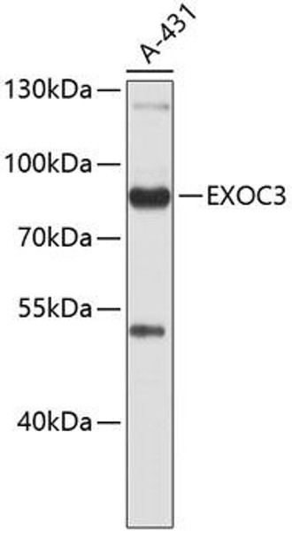 Anti-EXOC3 Antibody (CAB4506)