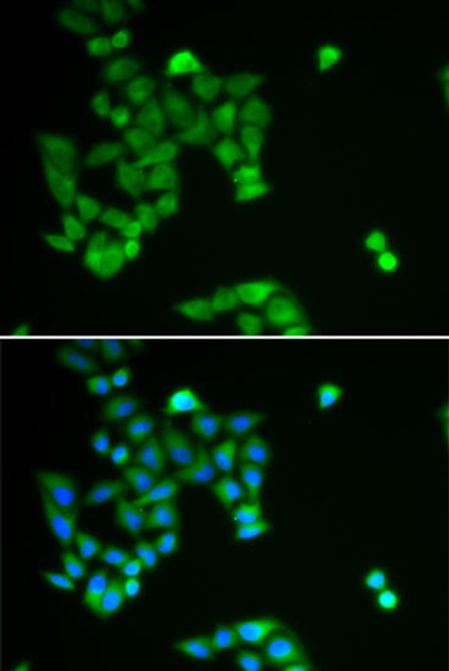 Anti-PJA2 Antibody (CAB6444)