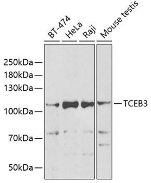 Anti-TCEB3 Antibody (CAB6994)