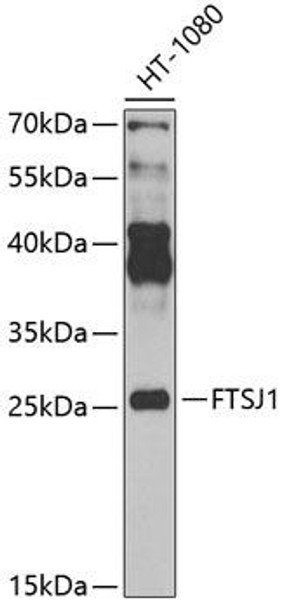 Anti-FTSJ1 Antibody (CAB7967)