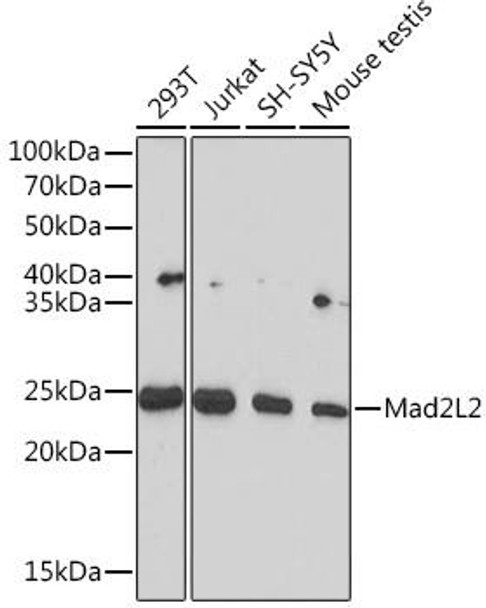 Anti-Mad2L2 Antibody (CAB4630)