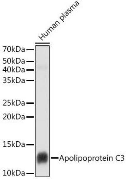 Anti-Apolipoprotein C3 Antibody (CAB2209)