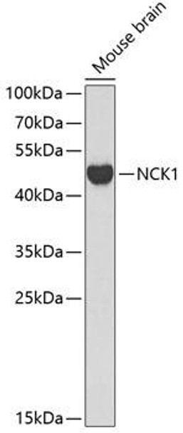 Anti-NCK1 Antibody (CAB0999)