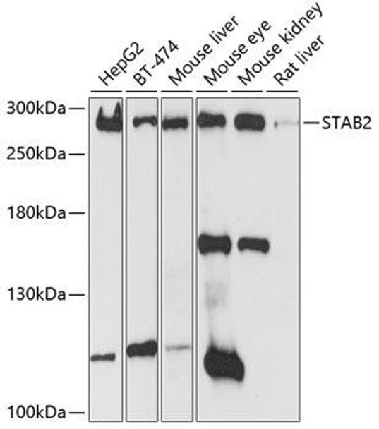 Anti-STAB2 Antibody (CAB10074)