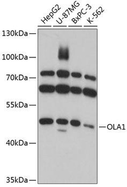 Anti-OLA1 Antibody (CAB11671)