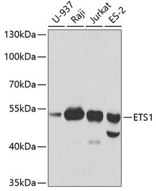 Anti-ETS1 Antibody (CAB13302)