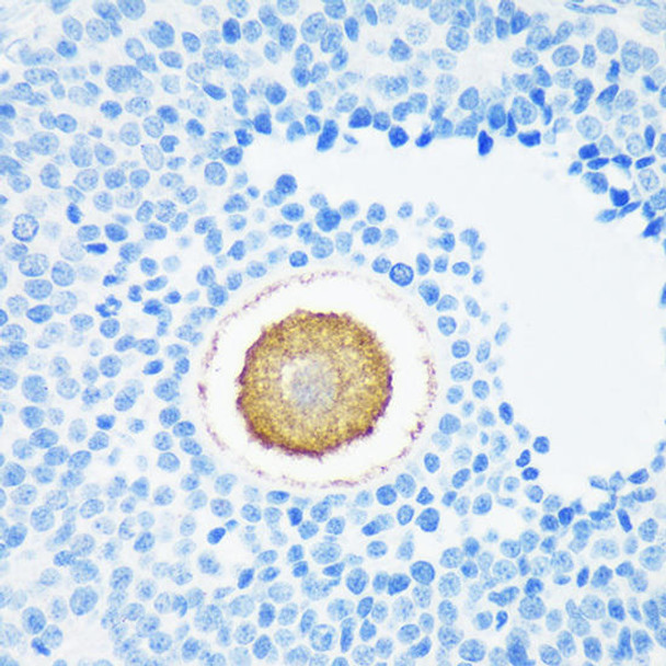 Anti-ZP4 Antibody (CAB15180)