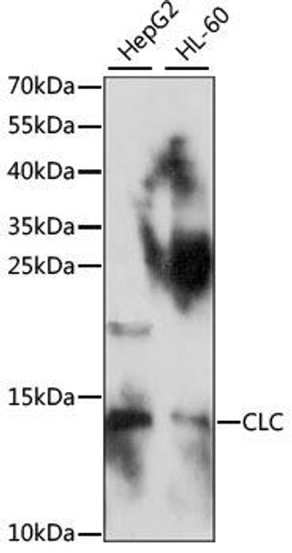 Anti-CLC Antibody (CAB15265)