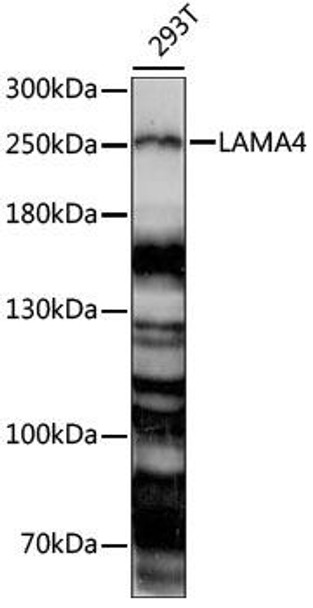 Anti-LAMA4 Antibody (CAB15286)