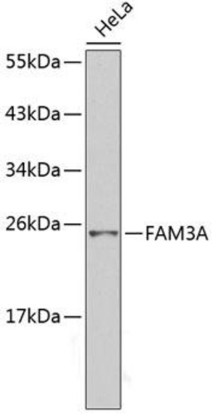 Anti-FAM3A Antibody (CAB2784)