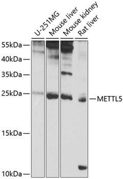 Anti-METTL5 Antibody (CAB9217)