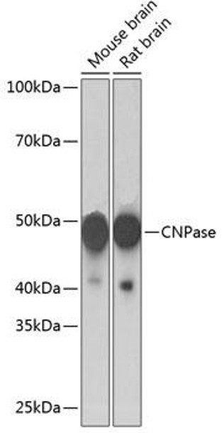Anti-CNPase Antibody (CAB19033)
