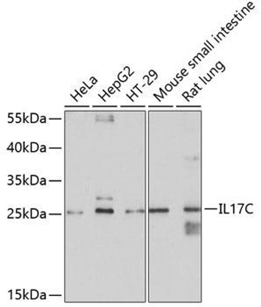 Anti-IL-17C Antibody (CAB10587)