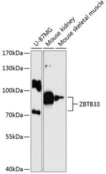 Anti-ZBTB33 Antibody (CAB12900)