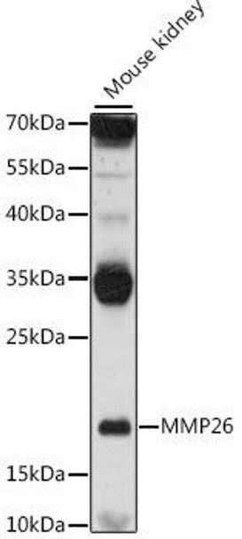 Anti-MMP26 Antibody (CAB16135)