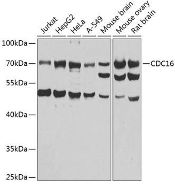 Anti-CDC16 Antibody (CAB7197)