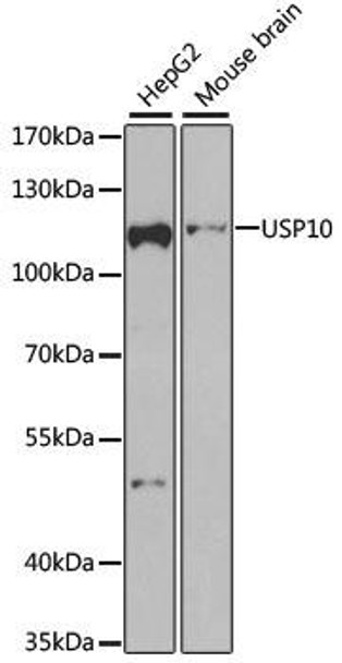 Anti-USP10 Antibody (CAB7505)