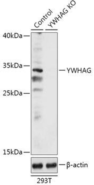 Anti-YWHAG Antibody (CAB18060)[KO Validated]
