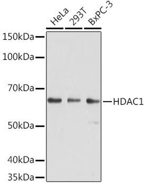 Anti-HDAC1 Mouse Monoclonal Antibody (CAB18304)