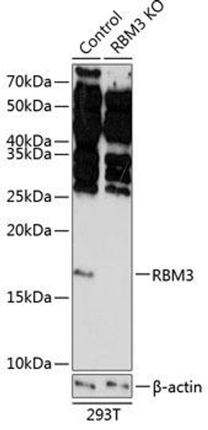 Anti-RBM3 Antibody (CAB19967)[KO Validated]