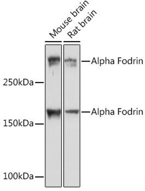 Anti-Alpha Fodrin Antibody (CAB2418)