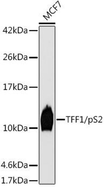 Anti-TFF1/pS2 Antibody (CAB6859)