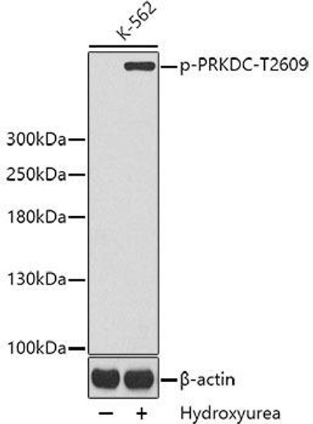 Anti-Phospho-PRKDC-T2609 Antibody (CABP0434)