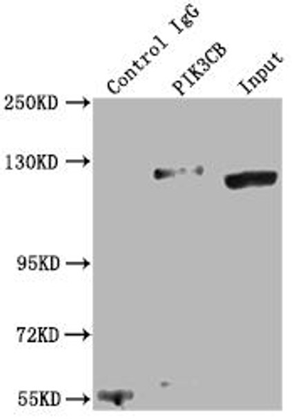 Anti-PIK3CB Antibody (RACO0243)