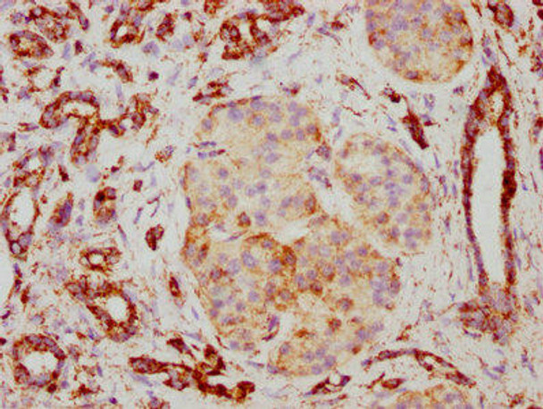 Anti-TSPO Antibody (RACO0170)