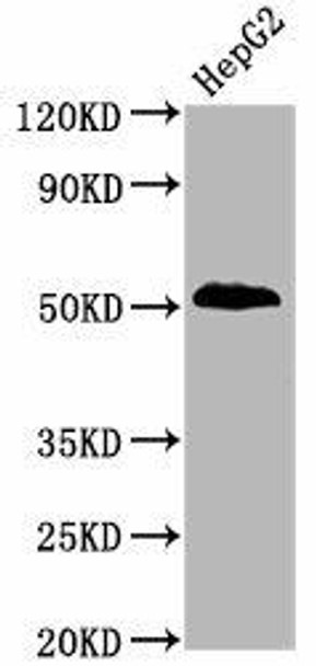 Anti-Phospho-PTEN (S380) Antibody (RACO0123)