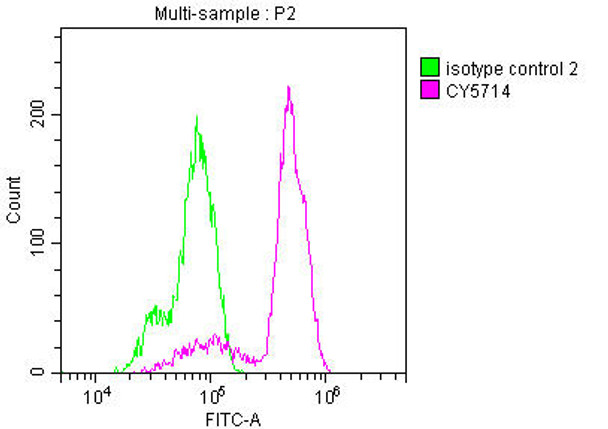 Anti-PTGS1 Antibody (RACO0252)