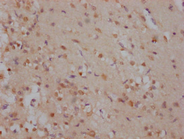 Anti-SOX2 Antibody (RACO0463)